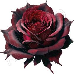 T Shirt rose gothique coeur- pour femme